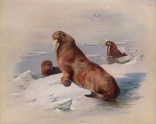 Walrus